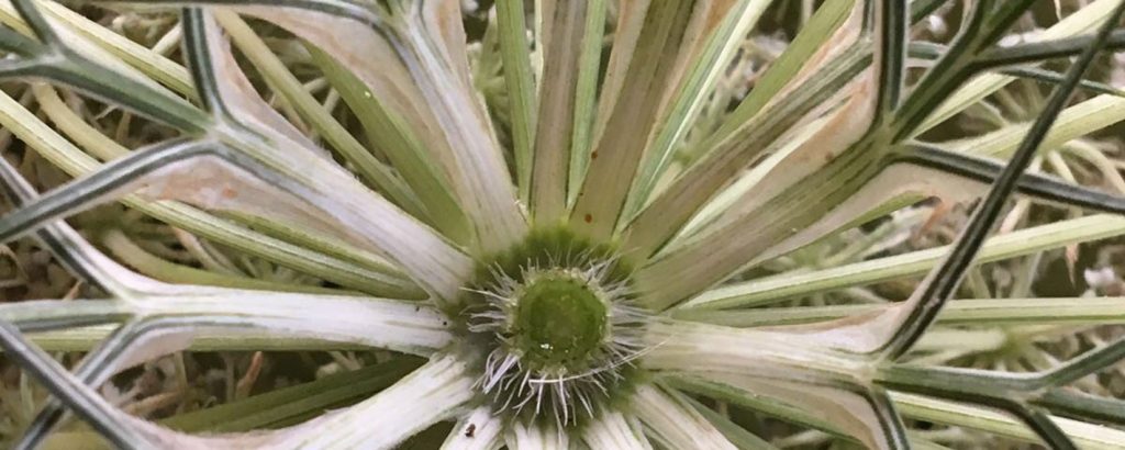 Achtsamkeits-Resilienz-Life Coaching