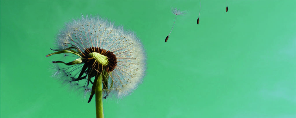 Was hat die Pusteblume mit mir und Ihnen zu tun