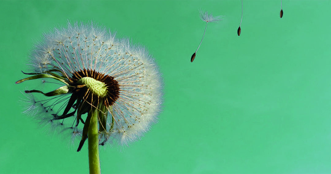 Was hat die Pusteblume mit mir und Ihnen zu tun
